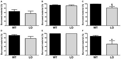 Preliminary Evidence of Apathetic-Like Behavior in Aged Vesicular Monoamine Transporter 2 Deficient Mice